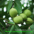 Hot Sale Goods Walnut Kernels Light Pieces